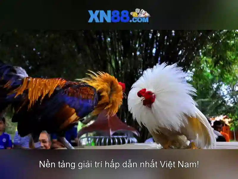 XN88: một cái nhìn tổng quan