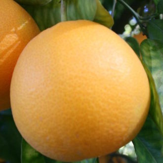 navel-singola